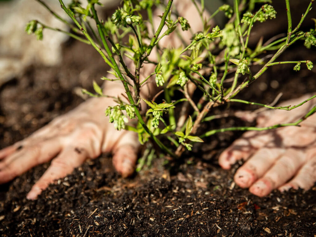 Cuándo plantar arándanos y otros frutales otoñales
