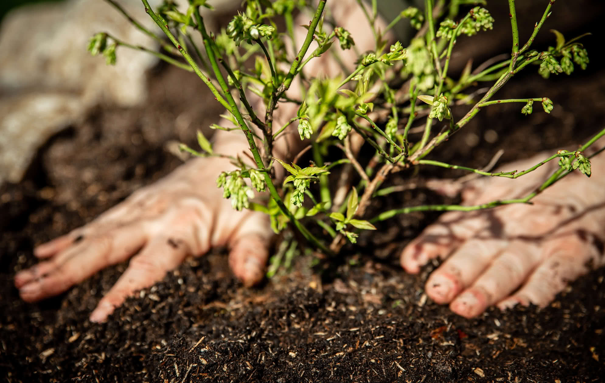 Cuándo plantar arándanos y otros frutales otoñales