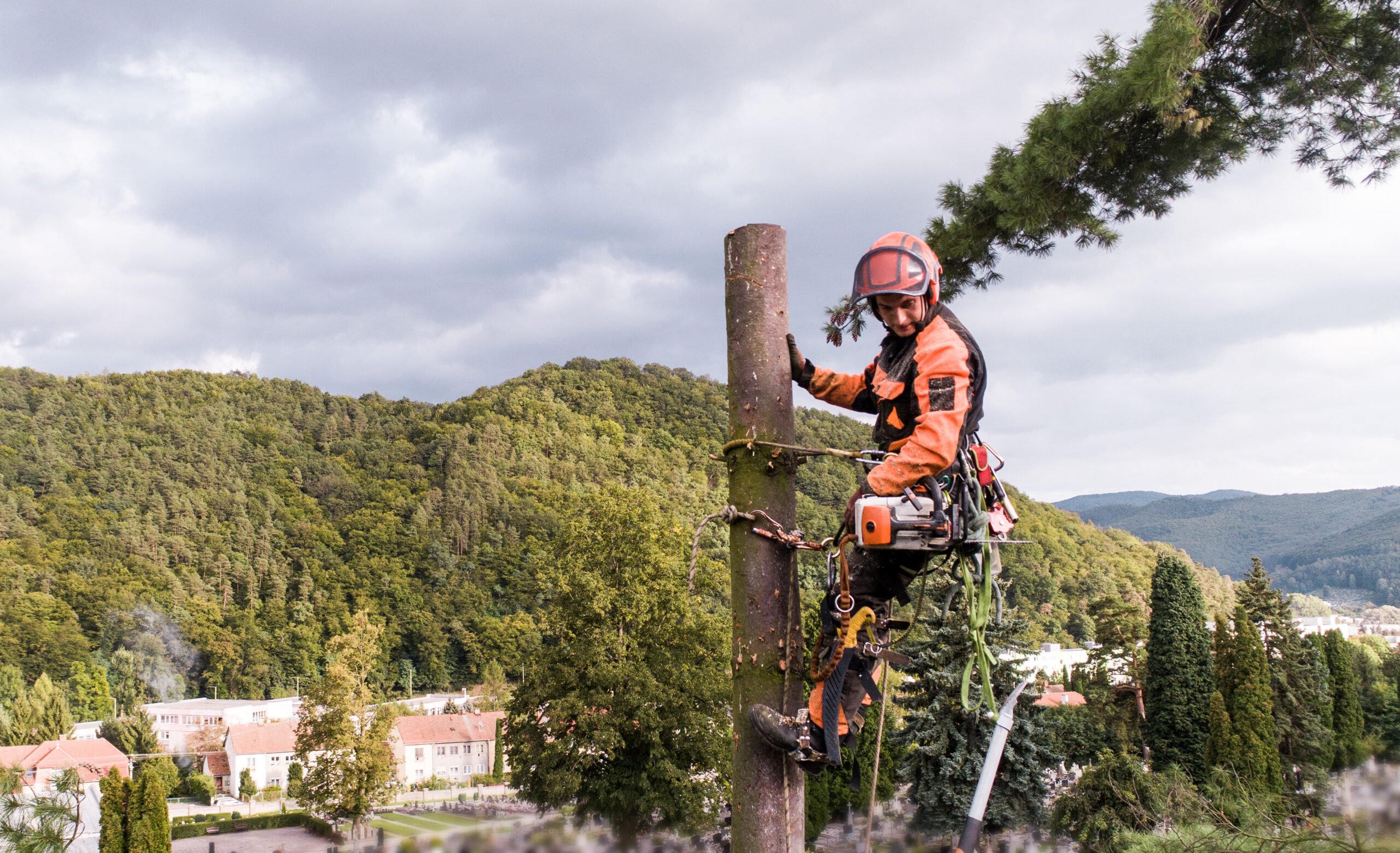 La soledad del arborista