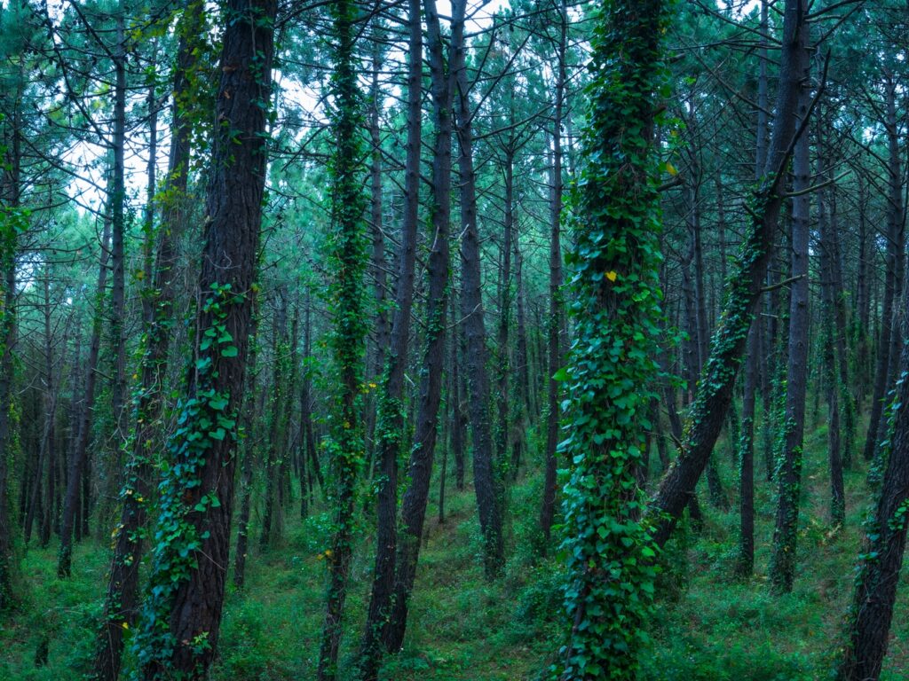 La resiliencia de los pinares europeos