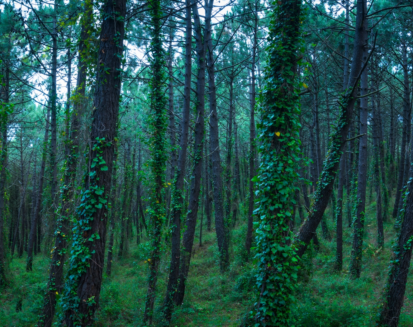 La resiliencia de los pinares europeos