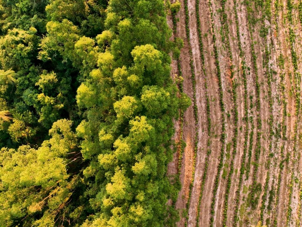 La deforestación mundial disminuye, pero los bosques siguen en peligro, alerta la ONU