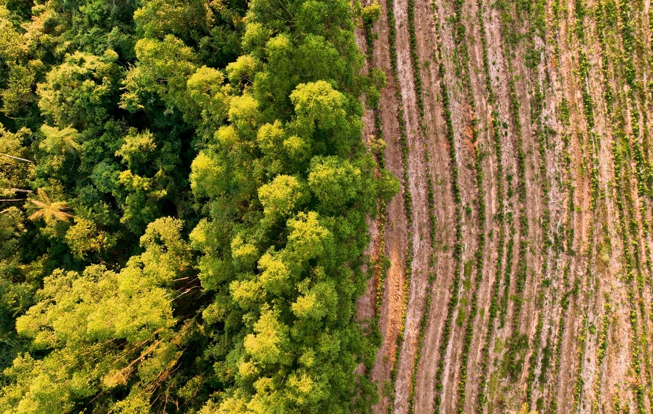La deforestación mundial disminuye, pero los bosques siguen en peligro, alerta la ONU