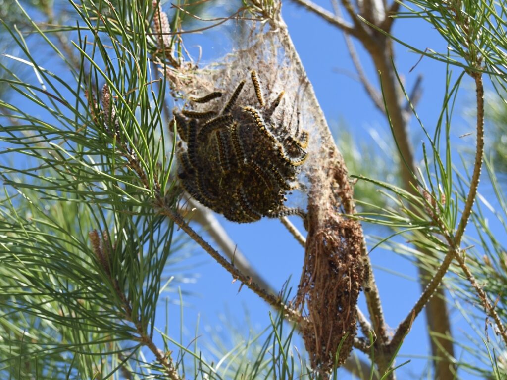 La retirada de nidos de procesionaria y otros 5 trabajos que todo arborista debe hacer en otoño